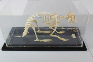 Thumbnail image of Rabbit Skeleton in Case