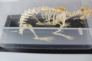 Thumbnail image of Rabbit Skeleton in Case