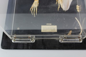 Thumbnail image of Rabbit Skeleton in Case
