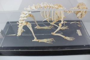 Thumbnail image of Rabbit Skeleton in Case