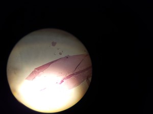 Thumbnail image of Carl Zeiss Binocular Laboratory Microscope w/ 3 Objectives Lab