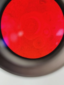 Thumbnail image of CETI Microscope Jenoptik ProgRes CF + 5 Objectives Pln PH 40x/0.60, 20x/0.40 Lab