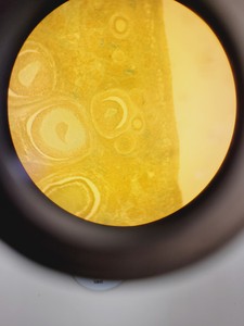 Thumbnail image of CETI Microscope Jenoptik ProgRes CF + 5 Objectives Pln PH 40x/0.60, 20x/0.40 Lab