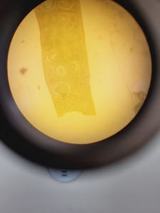 Thumbnail image of CETI Microscope Jenoptik ProgRes CF + 5 Objectives Pln PH 40x/0.60, 20x/0.40 Lab