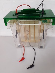 Thumbnail image of Bio-Rad Protean II xi Cell Vertical Gel Electrophoresis System Lab