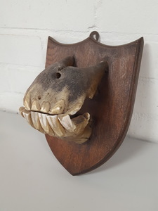 Thumbnail image of Real Horse Skeleton Mouth Wall Dental Teeth Animal