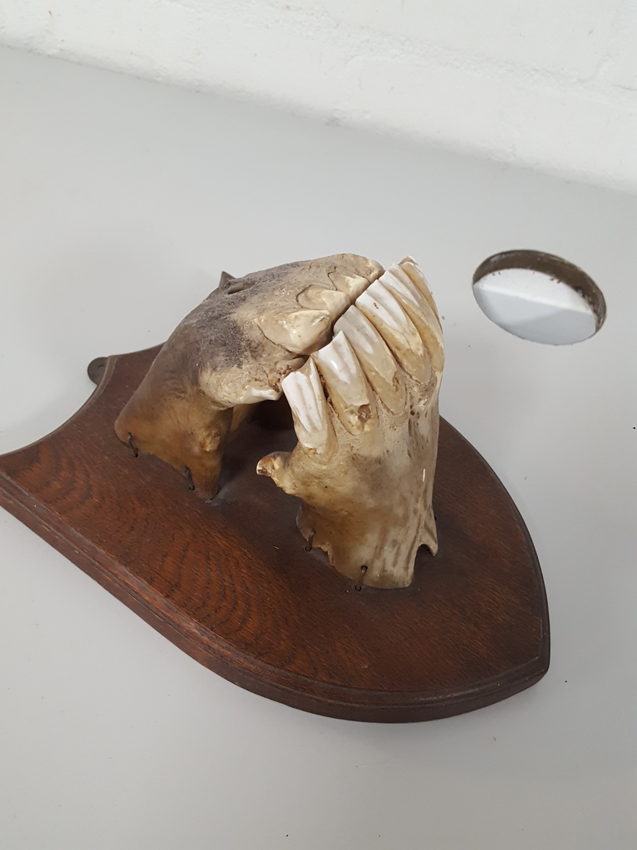 Image of Real Horse Skeleton Mouth Wall Dental Teeth Animal