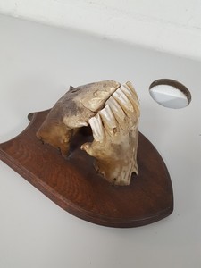 Thumbnail image of Real Horse Skeleton Mouth Wall Dental Teeth Animal