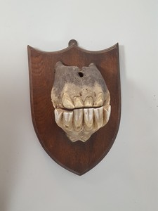 Thumbnail image of Real Horse Skeleton Mouth Wall Dental Teeth Animal