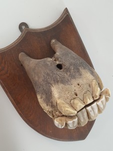 Thumbnail image of Real Horse Skeleton Mouth Wall Dental Teeth Animal