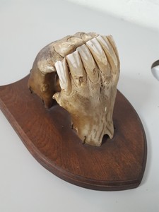 Thumbnail image of Real Horse Skeleton Mouth Wall Dental Teeth Animal