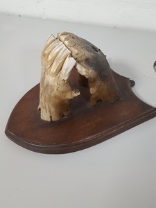 Thumbnail image of Real Horse Skeleton Mouth Wall Dental Teeth Animal