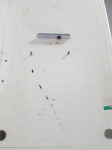Thumbnail image of Alvic Scientific Containment System Glovebox Gas Purge Lab + Vacuum Pumps