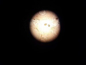 Thumbnail image of Leitz Laborlux D Microscope w/ Wild Photoautomat MPS 45 Controller Lab
