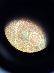 Thumbnail image of Leica DMIL Inverted Trinocular Microscope Type 090-135.001 w/ 4x Objectives Lab
