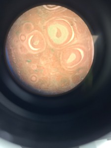 Thumbnail image of Carl Zeiss Jena Laboval 4 Microscope - 3 Objectives 10/0.25 40/0.65 HI 100/1.25
