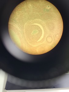 Thumbnail image of Leitz Dialux 20 Microscope & 5 Objectives Inc 100/1.25 OEL PHACO 3 NPL FLUOTAR 