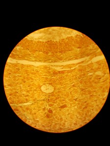 Thumbnail image of Carl Zeiss NT 6V Binocular Microscope & 4 Objectives 