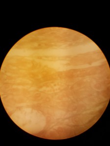 Thumbnail image of Carl Zeiss NT 6V Binocular Microscope & 4 Objectives 