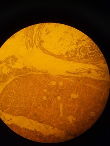 Thumbnail image of Leica Microscope Type 020-518.500 DM/LS II/98 with 5 x C Plan Objectives Lab