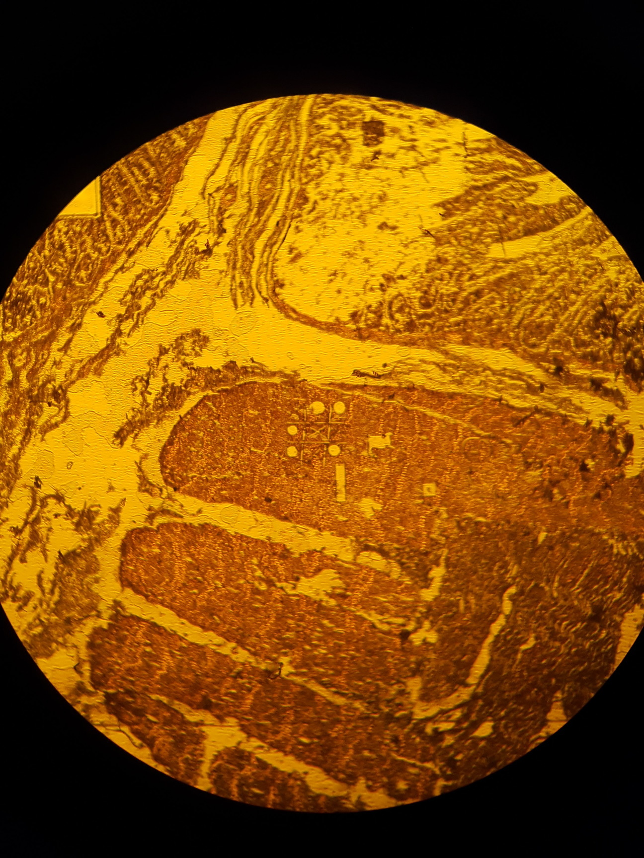 Image of Leica Microscope Type 020-518.500 DM/LS II/98 with 5 x C Plan Objectives Lab