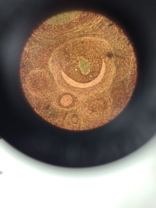 Thumbnail image of Zeiss  47 12 02 - 9901 Inverted Binocular Microscope w/ 3 x Objectives Ph 1 Lab