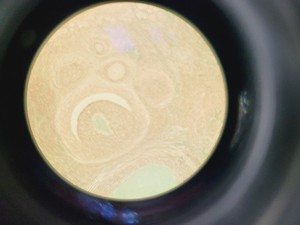 Thumbnail image of Zeiss Axiovert S100 Inverted Fluorescence Phase Contrast Microscope