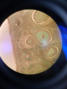 Thumbnail image of Olympus BX50 Fluorescence Microscope w/ 4 x Objectives - 10x/0.30 P, 4x/0.13 P 