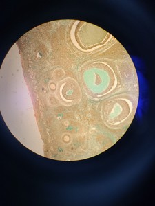Thumbnail image of Olympus BX50 Fluorescence Microscope w/ 4 x Objectives - 10x/0.30 P, 4x/0.13 P 