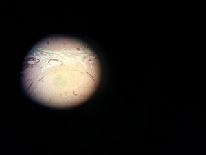 Thumbnail image of Meiji Techno EMT Stereo Zoom Microscope + Power Supply Lab