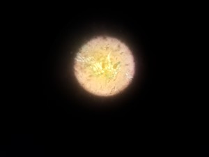 Thumbnail image of Hund Wetzlar Wilovert Inverted Microscope 10/0.25 Ph-p & A4/0.10 Objectives Lab