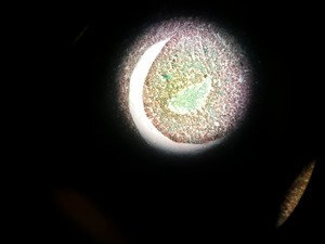 Thumbnail image of Carl Zeiss Axiophot Fluorescent Microscope w/ 6 Objectives Apchromat Neofluar