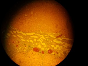 Thumbnail image of Olympus IMT-2 Microscope w/ 4 x Objectives - LWD CDPlan 40PL, 20PL,  SPlan 10PL