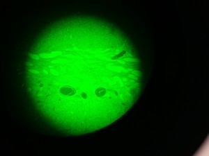 Thumbnail image of Olympus IMT-2 Microscope w/ 4 x Objectives - LWD CDPlan 40PL, 20PL,  SPlan 10PL