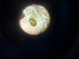 Thumbnail image of Nikon Diaphot Phase Contrast Microscope & 3 x Objectives Spares/Repairs