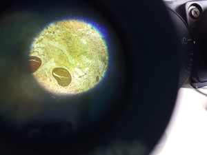 Thumbnail image of Nikon Diaphot Phase Contrast Microscope & 3 x Objectives Spares/Repairs
