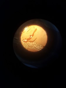 Thumbnail image of Ernst Leitz Wetzlar Microscope w/ 4 x Objectives - 170/0.17 170/- Lab