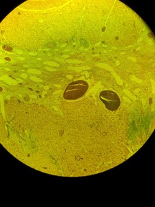 Thumbnail image of Zeiss Axiovert 10 Inverted Microscope with 2 x Objectives Ph 1 Plan-NEOFLUAR 