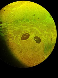 Thumbnail image of Zeiss Axiovert 10 Inverted Microscope with 2 x Objectives Ph 1 Plan-NEOFLUAR 