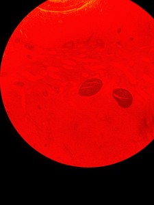Thumbnail image of Zeiss Axiovert 10 Inverted Microscope with 2 x Objectives Ph 1 Plan-NEOFLUAR 