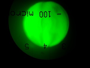 Thumbnail image of Zeiss Axioskop FS Fluorescence Microscope System & 3 x Objectives Lab  