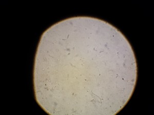 Thumbnail image of Leitz Laborlux K Binocular Microscope Type: 020-435.036 with 3 x Objectives Lab