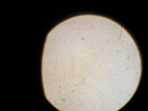 Thumbnail image of Leitz Laborlux K Binocular Microscope Type: 020-435.036 with 3 x Objectives Lab