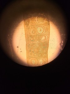 Thumbnail image of Leica DMRBE Fluorescence Trinocular Microscope & 4 x Objectives PL FLUOTAR Lab