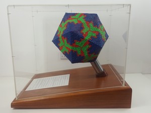 Thumbnail image of Model Display Replica of Rhinovirus - Common Cold Virus - A.T.O.M.