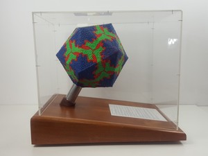 Thumbnail image of Model Display Replica of Rhinovirus - Common Cold Virus - A.T.O.M.