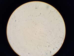 Thumbnail image of Zeiss KF2 Microscope with 4 x Objectives - Ph2  F40/0.65, Plan 40/0.65  160/0.17