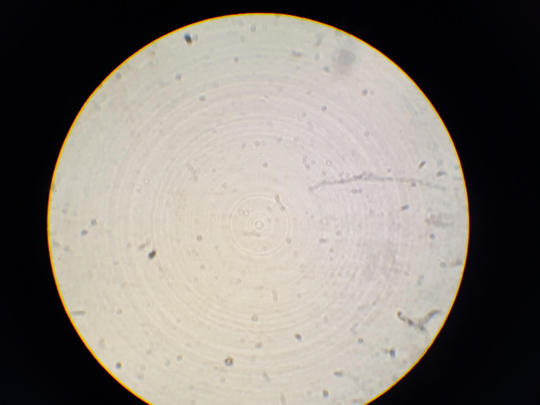 Image of Zeiss KF2 Microscope with 4 x Objectives - Ph2  F40/0.65, Plan 40/0.65  160/0.17