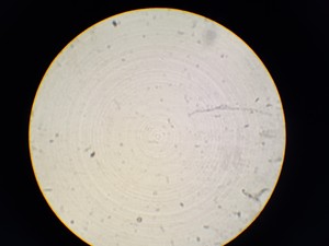 Thumbnail image of Zeiss KF2 Microscope with 4 x Objectives - Ph2  F40/0.65, Plan 40/0.65  160/0.17