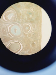 Thumbnail image of Optika XDS-3 Inverted Microscope w/ 3x Objectives PH 40X/6.0 20X0.40 10X0.25    